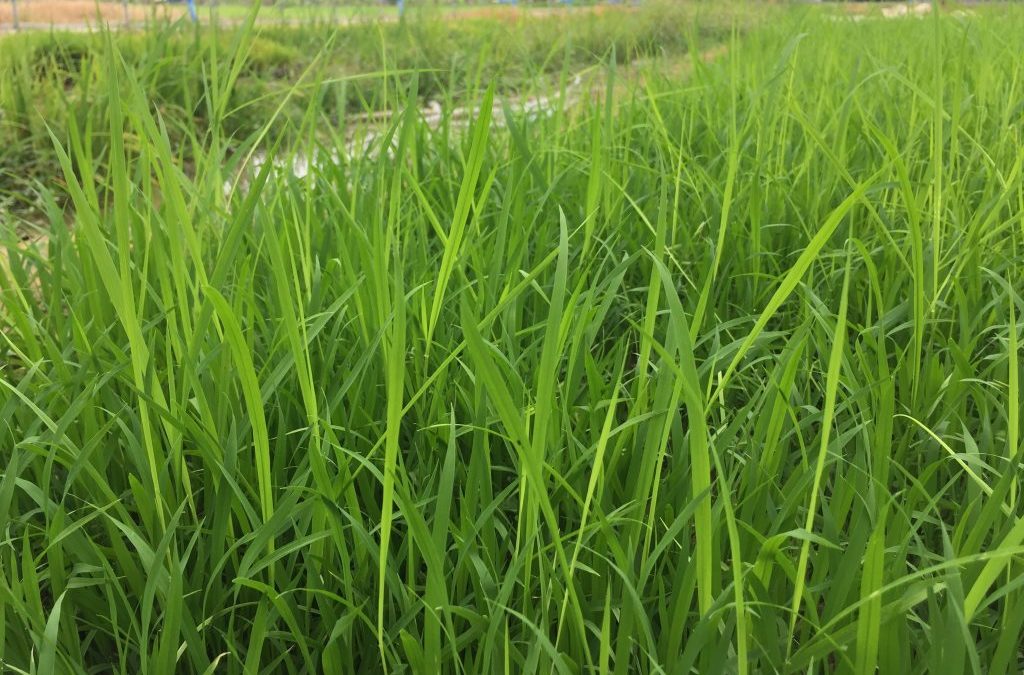 水稻恶苗病