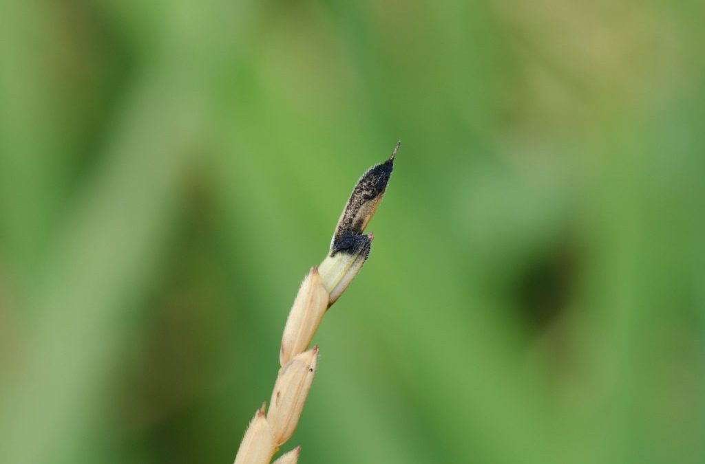 稻粒黑粉病