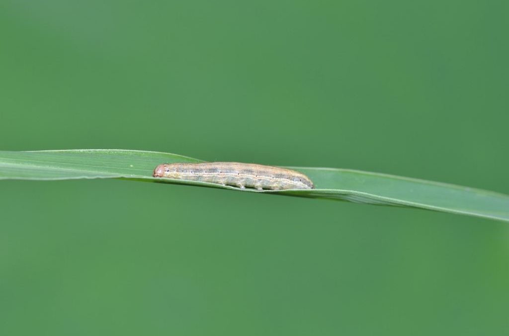 黏虫