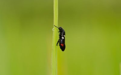 稻赤斑沫蝉